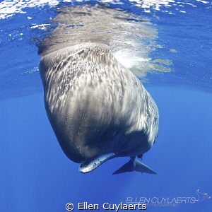 "Do I fit in your frame...or your world"
Sperm whale
Ta... by Ellen Cuylaerts 
